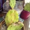 A prickly pear is perfect for the person who wishes to add a bit of green to their environment with limited time to care for plants. 1