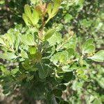 Image result for Searsia lucida