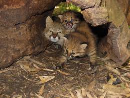 We did not find results for: Caturday Leopardus Pajeros Edition Colocolo Felino Gatos Salvajes