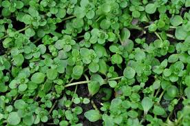 Image result for Callitriche