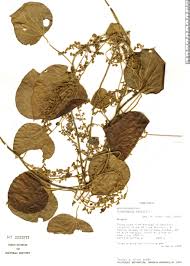 Image result for Cissampelos