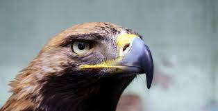 Bu sayfada ingilizce predatory türkçesi nedir predatory ne demek predatory ile ilgili cümleler türkçe çevirisi eş anlamlısı synonym predatory hakkında bilgiler ingilizcesi predatory anlamı tanımı türkçe. 10 Point Checklist To Identifying Predatory Publishers Infographic
