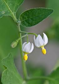 Image result for Solanum americanum