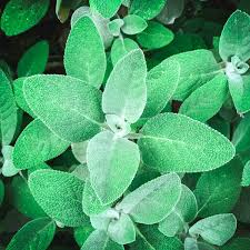 Sage for undergraduates by gregory bard (spanish: 10 Reasons To Grow Sage For Your Garden Food And Health