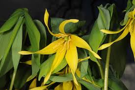 Image result for Colchicaceae