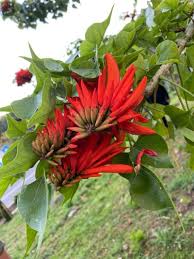 Image result for Erythrina lysistemon