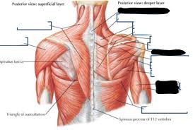 Maybe you would like to learn more about one of these? Posterior Muscles Of Shoulder Diagram Quizlet