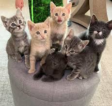 *pixi** lap cat, a san diego munchkin cat was adopted! Newborn Munchkin Kittens Newborn Kittens
