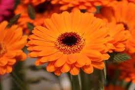 Wir sehen oft blumen und blumensträuße. Blumenarten Von A Z Ubersicht Beliebter Blumensorten Gartendialog De