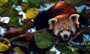 This picture was taken at the gangtok zoo. Stories Wwf
