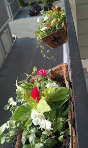 Pin On Gardening