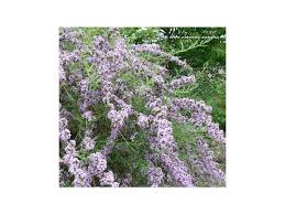 Image result for Komule střídavolisté