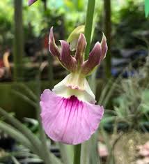 Image result for Eulophia guineensis