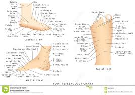 reflexology chart stock vector illustration of internal