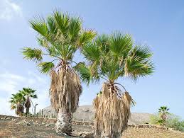 Image result for Disa robusta