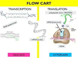 Protein Synthesis Flow Chart Key Beautiful Protein