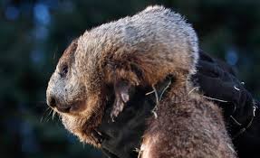 Groundhog Day 2024: Punxsutawney Phil Did Not See His Shadow, Predicting  Early Spring