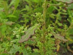 Image result for Dysphania pumilio