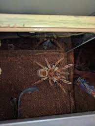 Burgundy Bird Eating Tarantula Theraphosa Stirmi Tarantula Bird Burgundy