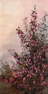 Olearia Rudis From Booklet Our Flowers 1920 Wildflower Paintings Australian Wildflowers Botanical Art