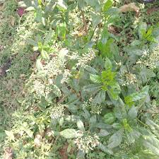 Image result for Sericanthe leonardii