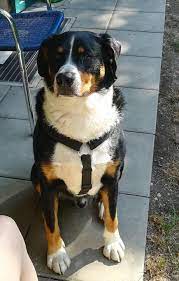 York für yorkshire terrier möglich. Xux3xp79oakxfm