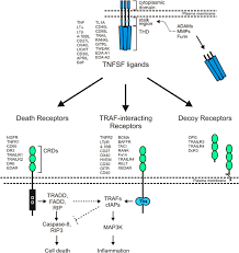 Ligands Of The Tnf Superfamily Tnfsf Stimulate Receptors Of The Tnf Download Scientific Diagram