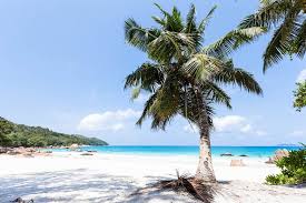Beste strandhotels in seychellen bei tripadvisor: Seychellen Das Sind Die 8 Schonsten Strande Auf Mahe Praslin Und La Digue