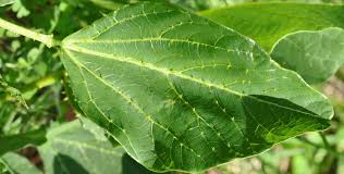 Image result for Erythrina zeyheri