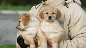 Éleveurs qui prendront plaisir à présenter leur élevage, et à orienter les futurs propriétaires vers le choix d'une race et les conseiller. Un Salon Des Chiots A Saint Brieuc Les 1er Et 2 Decembre Saint Brieuc Maville Com