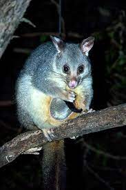 Aussie Possum With Baby In Pouch Koala Bear Koala Animals