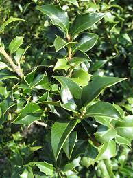 Maybe you would like to learn more about one of these? Ilex X Aquipernyi Meschick Dragon Lady Kiefer Nursery Trees Shrubs Perennials