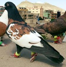 Pin By Mcs Ssp On Pigeons And Doves Pet Pigeon Pigeon Breeds Pigeon Pictures