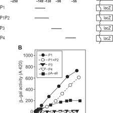 Problem is p2 is waiting for an input from the user using io:get_line() when p1 ended. Termination Of P1 And P1p2 Transcripts Occurs In Vivo And Is Altered By Download Scientific Diagram