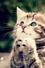 640x960 Cute Kitten Iphone 4 Wallpaper Baby Cats Cute Cat Wallpaper Kittens Cutest