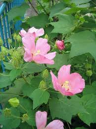 Image result for Hibiscus mutatus