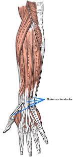 ekstansor tendon yaralanmalari istanbul elcerrahisi