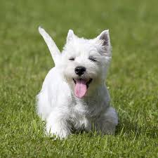 Puppies for sale near houston, texas your search returned the following puppies for sale. 1 West Highland White Terrier Puppies For Sale In Texas