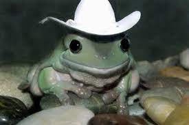 Maybe you would like to learn more about one of these? 64 Photos Of Animals Wearing Hats Cute Frogs Cute Animals Funny Frogs