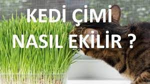 Kedi çimini petshoplardan ya da kedi malzemeleri satan yerlerden edinebilirsiniz. Kedi Cimi Nasil Ekilir Satin Aldiginiz Kedi Cimi Seti Nasil Kullanilir Kedi Cimi Ekimi Nasil Olur Youtube