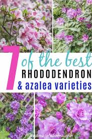 Rhododendron Varieties 7 Of The Best Azaleas And Rhododendrons For Your Garden Gardening From House To Home In 2020 Shade Loving Shrubs Azaleas Shade Plants