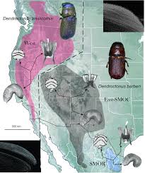 Click on the name to see details about the pest control service. Insects Free Full Text Cryptic Species Discrimination In Western Pine Beetle Dendroctonus Brevicomis Leconte Curculionidae Scolytinae Based On Morphological Characters And Geometric Morphometrics Html