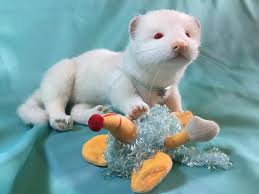 18 cute ferrets on Tedsby