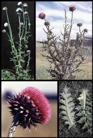 Then apply your organic weed control of choice. Musk Thistle Crawford County Ks