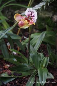 Orchids At Kew Gardens Orchid Festival Pumpkin Beth Orchids Kew Gardens Beautiful Orchids