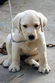 White Labrador Retrievers Bag Labrador Retriever Price In India Labrador Retriever Puppy For S Labrador Retriever Labrador Retriever Puppies Retriever Puppy