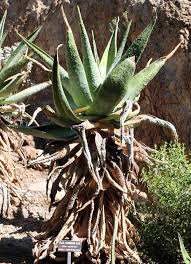 Image result for Aptosimum marlothii