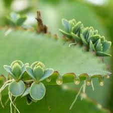 Image result for Bryophyllum