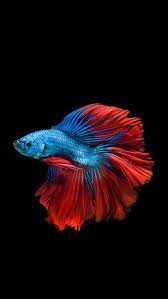 Wallpaper Dump 1080x1920 Imgur Betta Fish Tank Fish Wallpaper Betta Fish Care