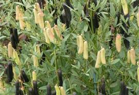 Image result for Crotalaria misella